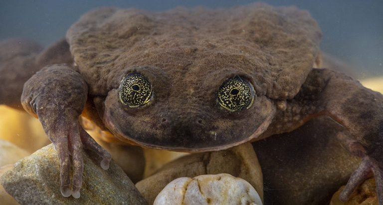 Unveiling The Fascinating Types of Toads in Texas