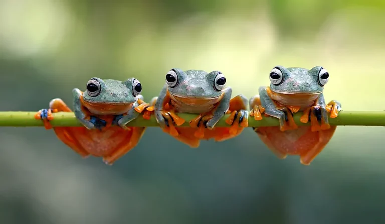 How Many Different Species of Toads are There?