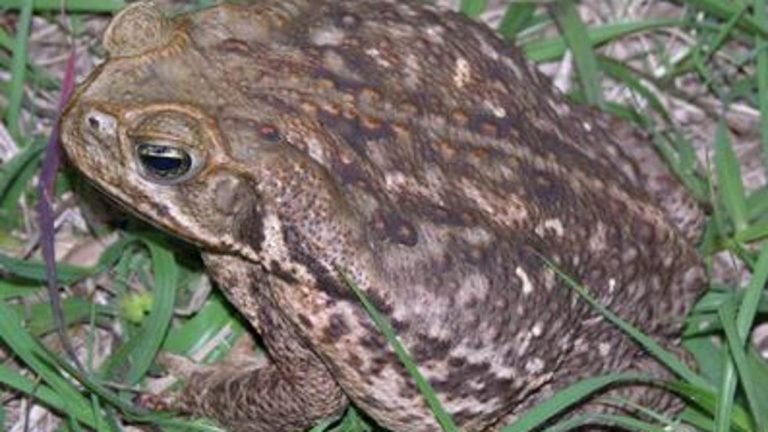 Are There Poisonous Toads in Florida?