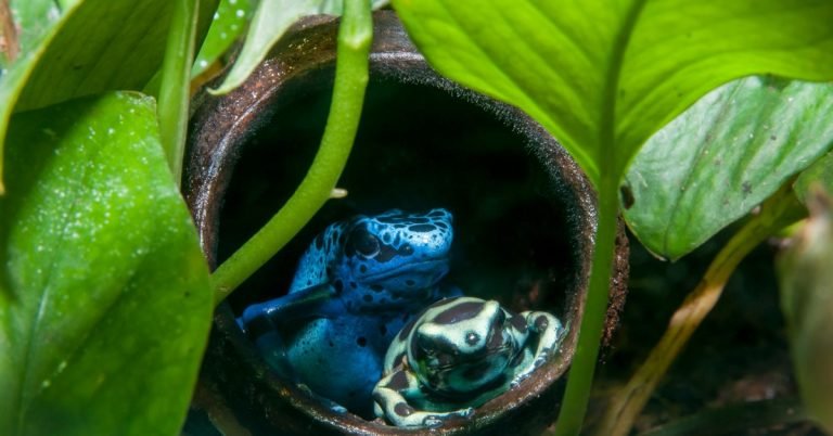 What Do You Put in Frog Pet And Habitat