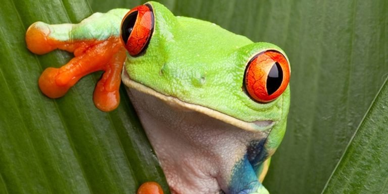 Red Eyed Tree Frog
