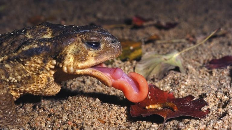 What Do Toads Consume: A Nutritional Guide