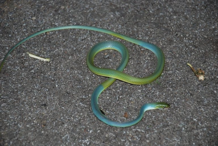 What is Name of Florida Frog That is Teal Green With Light Mint Green Markings