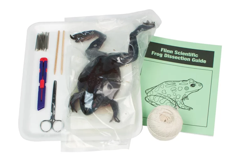 Frog Dissection : A Comprehensive Guide