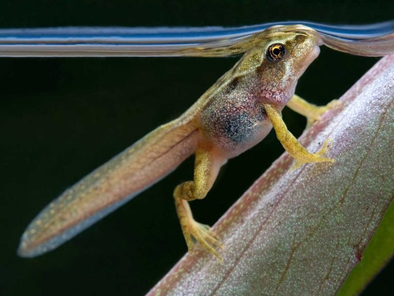 Tadpole to Frog: Metamorphosis Magic