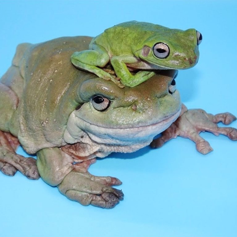 How Long Does It Take for a Dumpy Frog to Grow into Adulthood