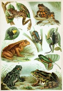 Frog Anatomy : Discover the Secrets of These Slimy Creatures. - AMPHIPEDIA