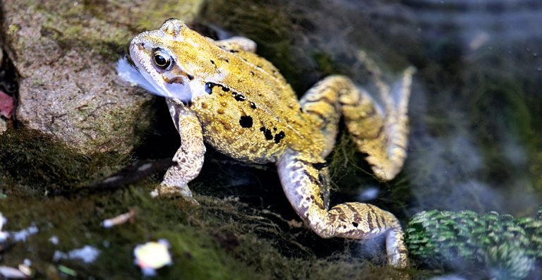 What to Do When Your Dog Bites a Toad: Essential Tips
