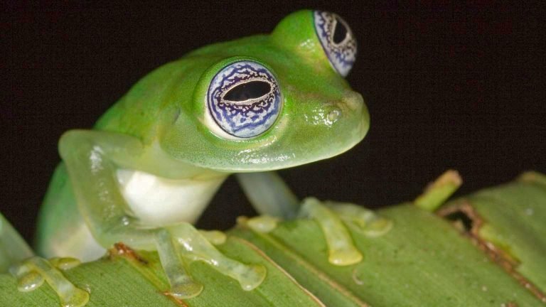 Frog Face : Unleashing the Quirky Charm