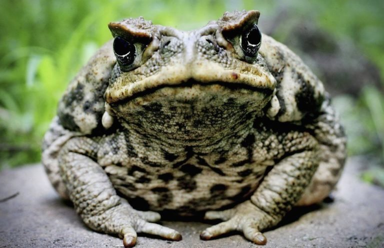 Australia’s Cane Toad Invasion: Historical Introduction Date Unveiled!