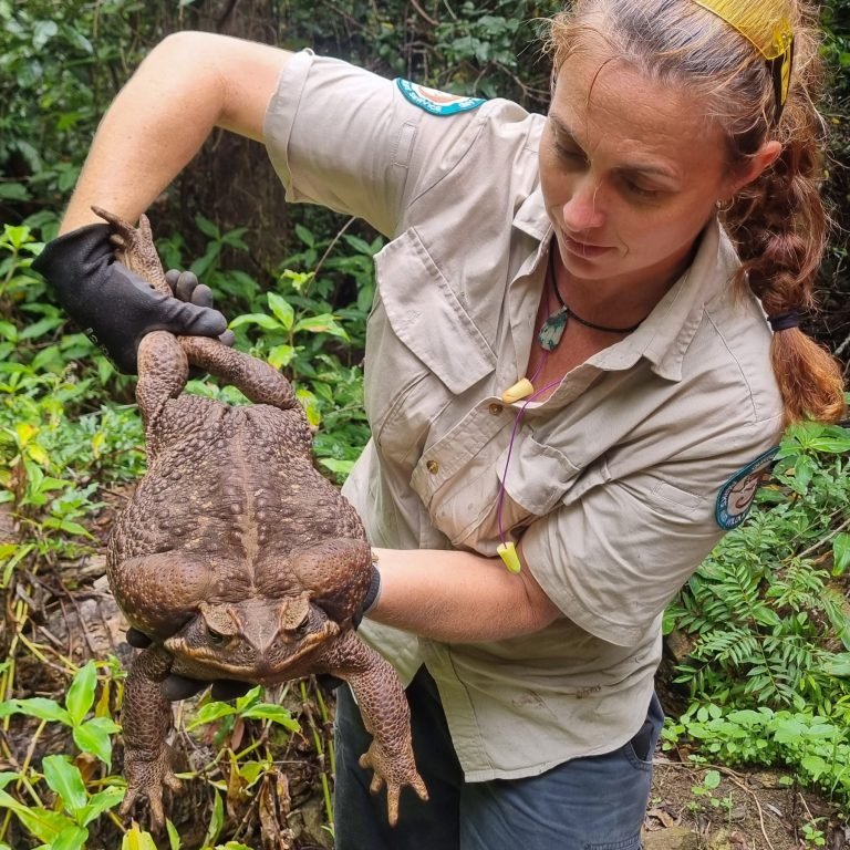 How Many Eggs Can a Cane Toad Lay? Surprising Facts Revealed!