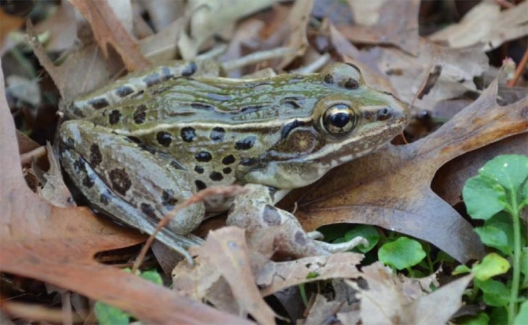 Discovering the Secret Life of Leopard Frog