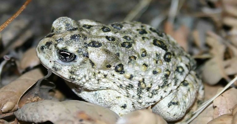 Why the Arroyo Toad Faces Threat: Understanding Its Endangered State