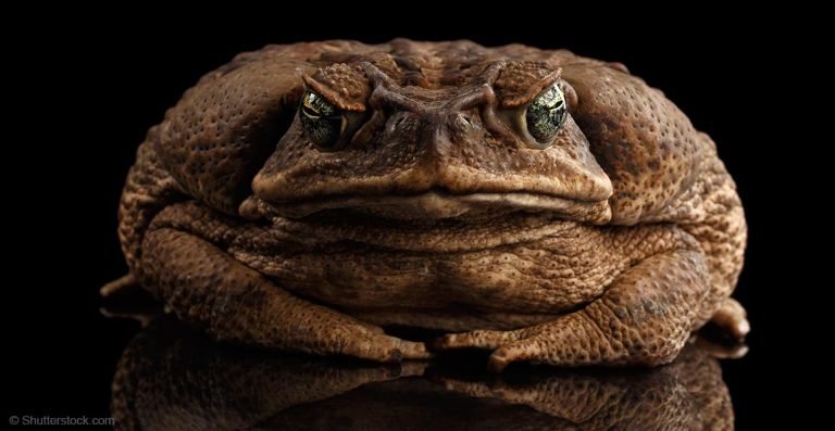 Uncovering the Truth: Cane Toad, an Invasive Species
