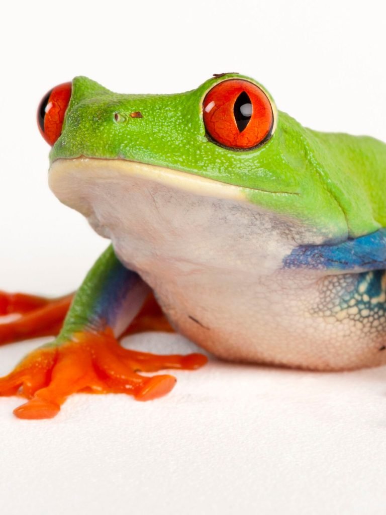 Australian White Tree Frog: The Enchanting Amphibian - AMPHIPEDIA
