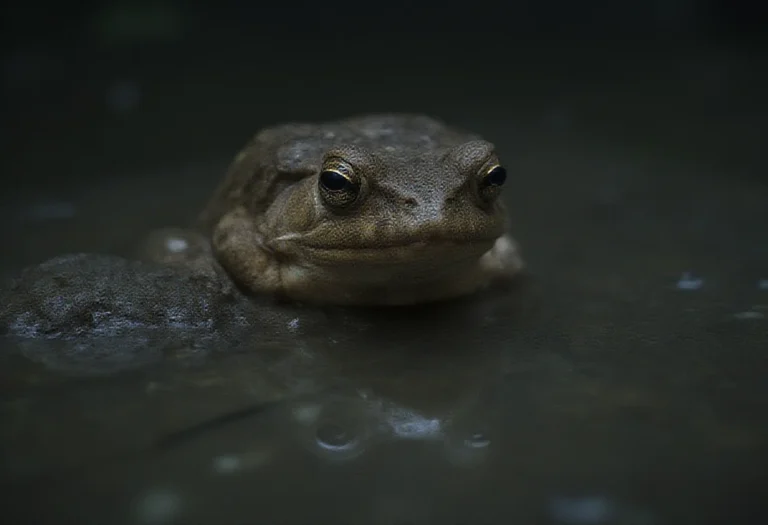 AI-generated image of a single large toad beside a shallow pool
