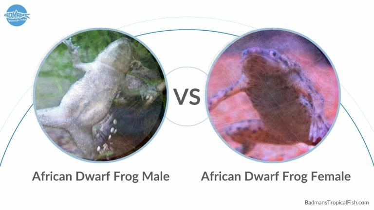 How Do You Know If Your African Frog is a Male Or a Female