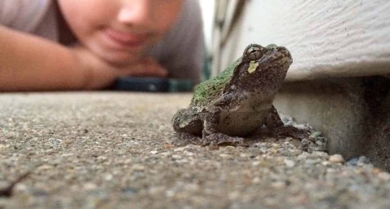 What Should Be in a Frog Home