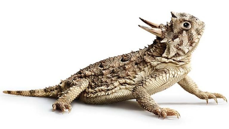 Horned Frog: Discover the Powerful Secrets of this Reptile