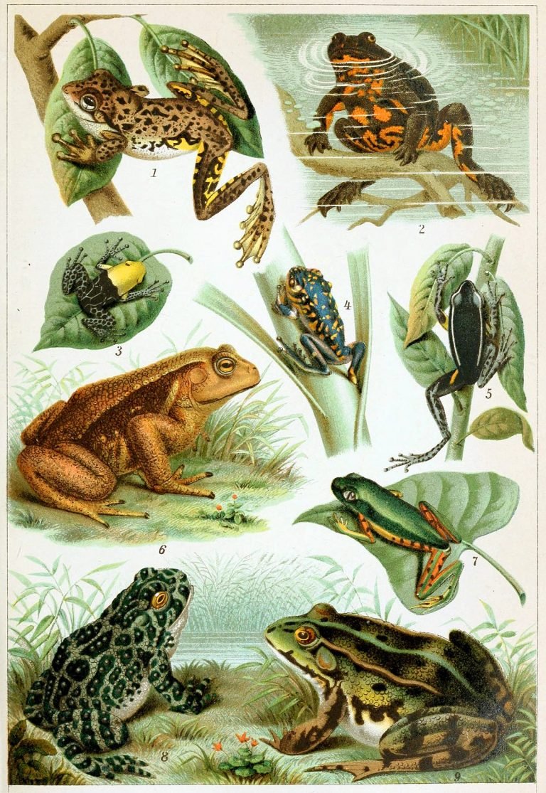 Desert Rain Frog: Uncovering the Mystery