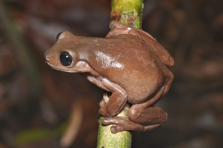Barking Frog: Unleashing the Secret Behind its Unique Sound