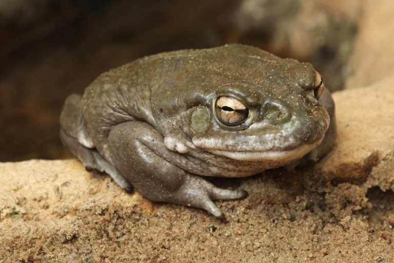 How to Get Rid of Sonoran Desert Toad?