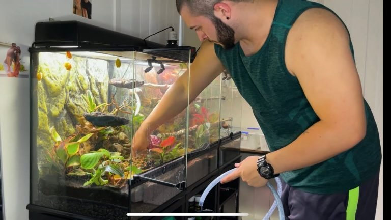How to Clean a Frog Tank?