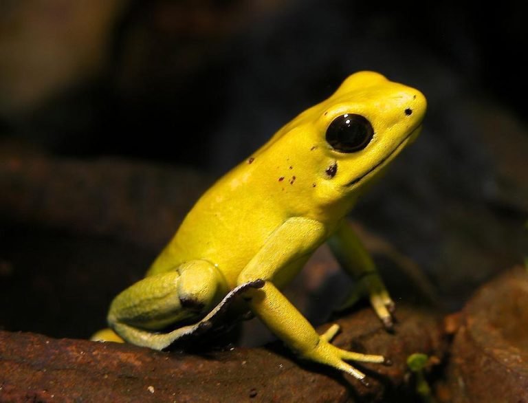 What is the Most Poisonous Frog?