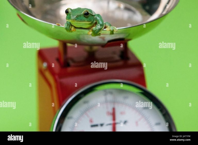 How Much Does a Tree Frog Weigh?