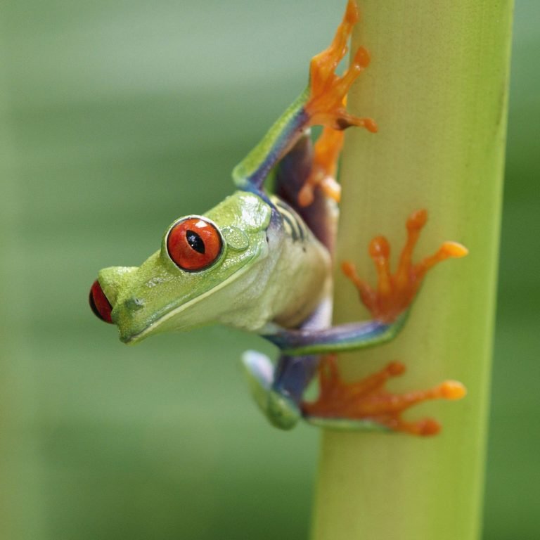 What Do Red Eyed Tree Frog Eat?