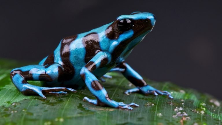 What Does a Poison Dart Frog Eat?