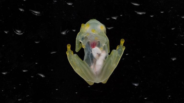 Why is the Glass Frog Endangered?