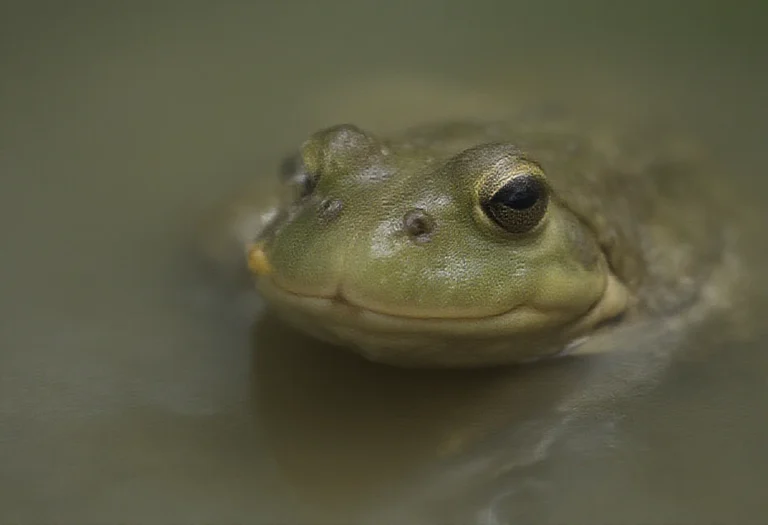 AI-generated image of a close-up of a single green frog face