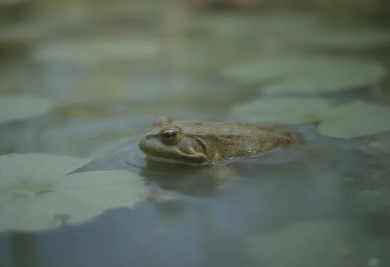 AI-generated image of a single green frog in a pond