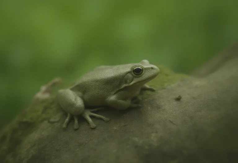 AI-generated image of a single gray frog on tree bark