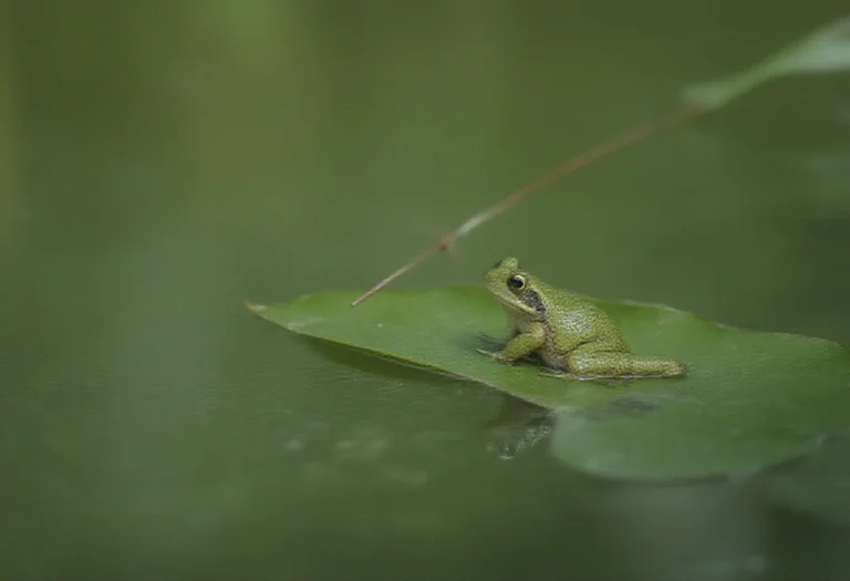 AI-generated image of a single green frog on a leaf