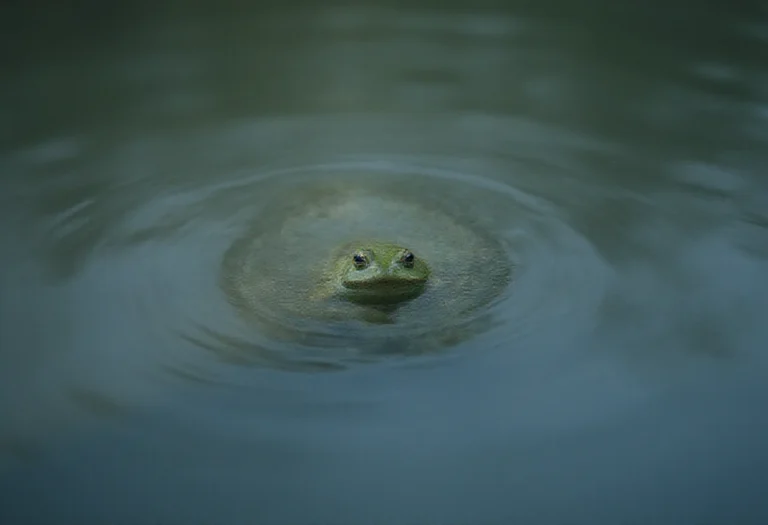 AI-generated image of a single green frog floating in a calm pond