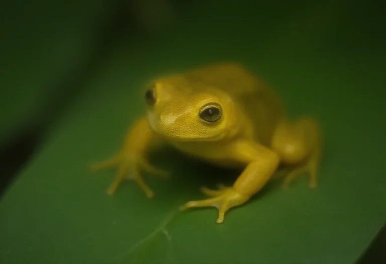 AI-generated image of a single bright yellow frog on a leaf