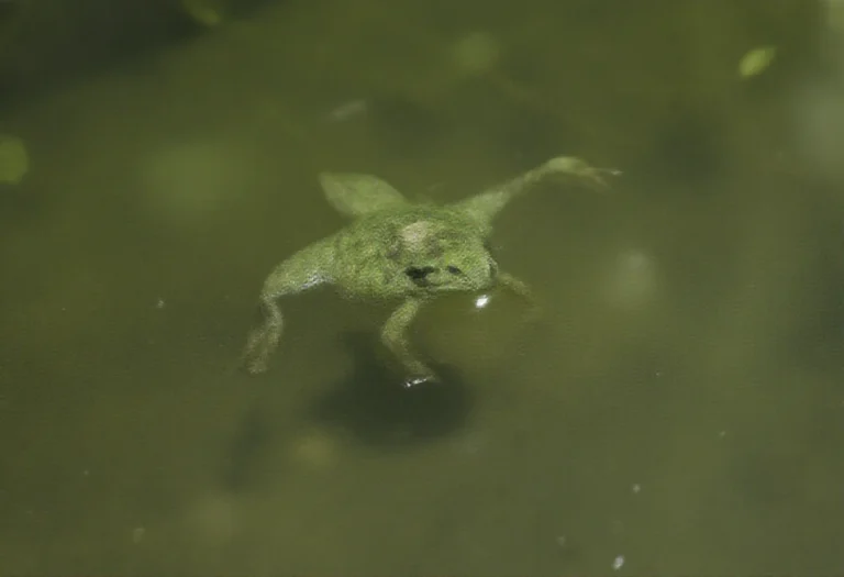 AI-generated image of a single tadpole in pond water