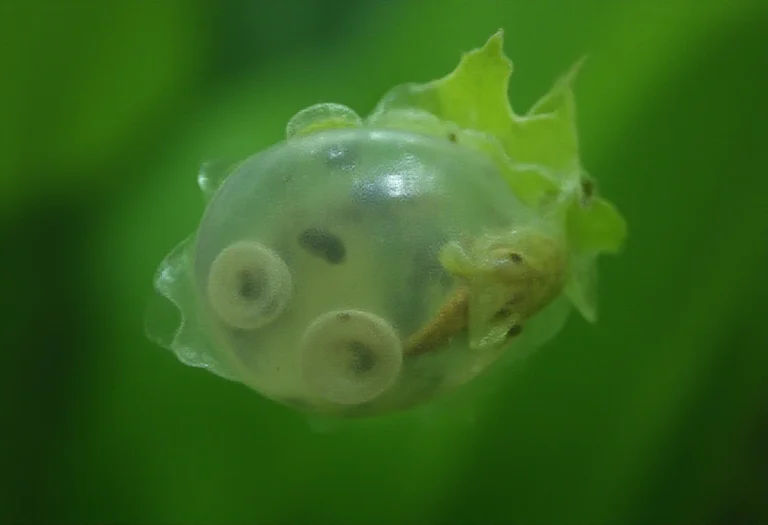 AI-generated image of clear jelly eggs with small dark embryos on a green aquatic plant leaf