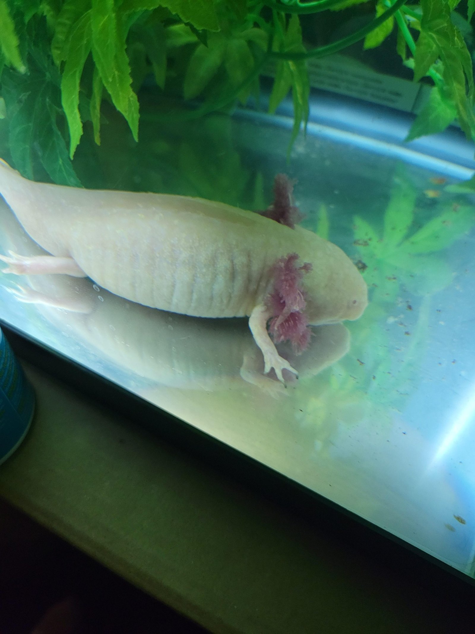 How Do I Know If My Axolotl is Dying