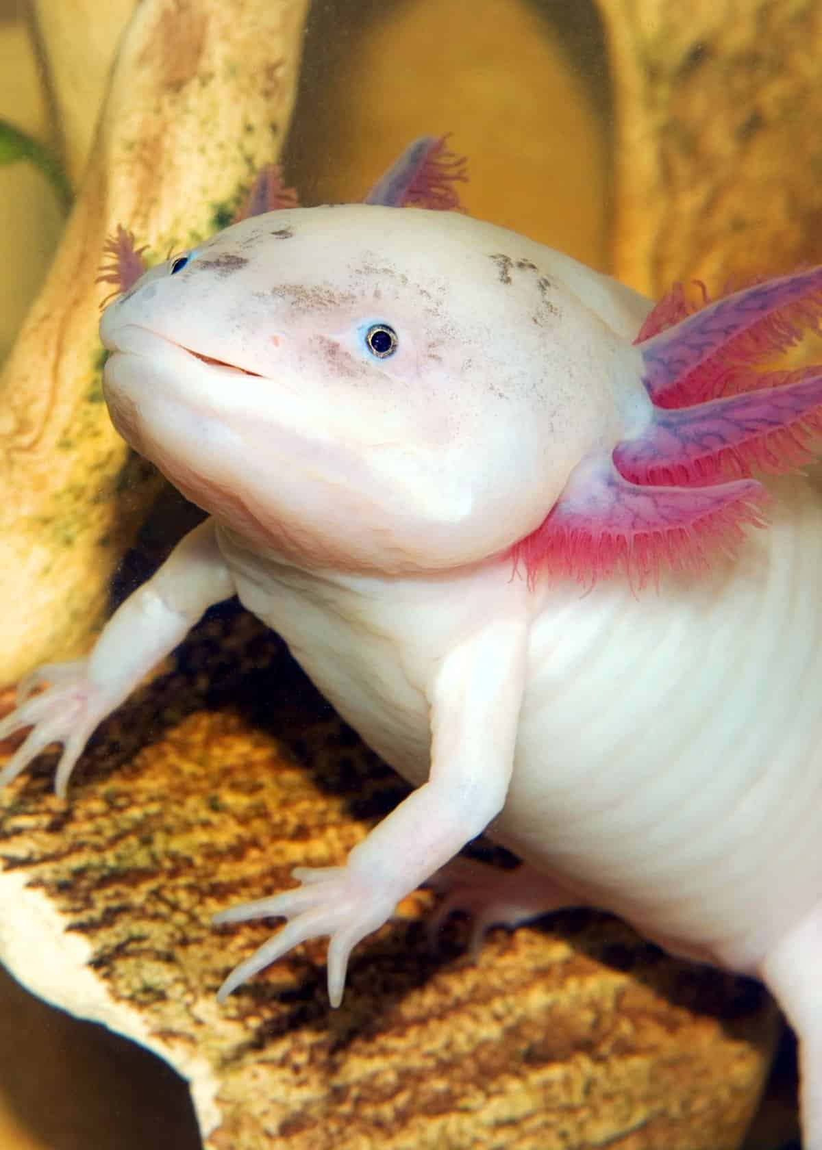 How Long Does It Take for an Axolotl to Grow