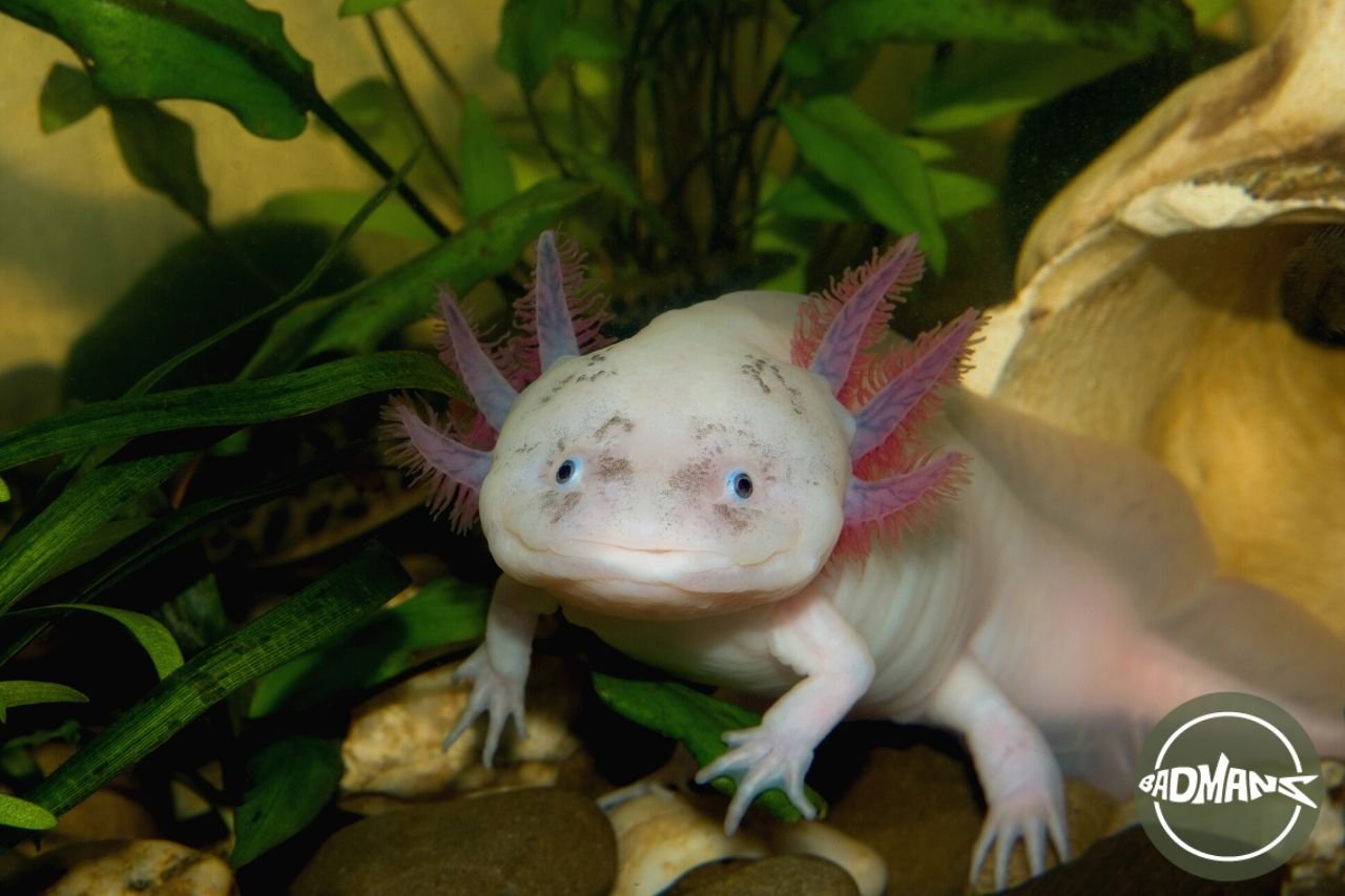 How Much are Axolotl