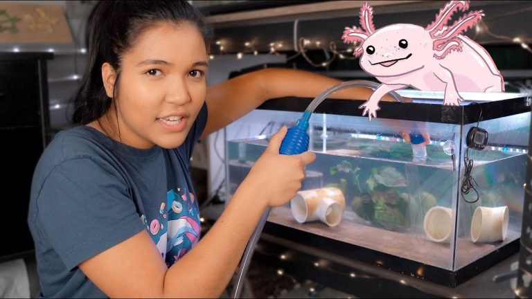 How to Clean Axolotl Tank