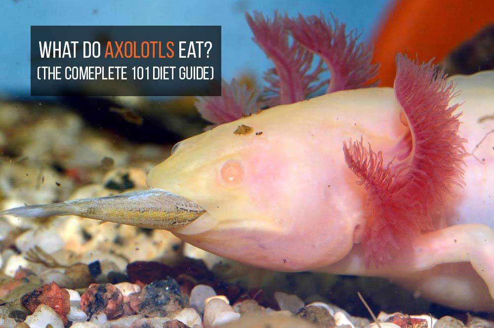How to Feed Axolotl