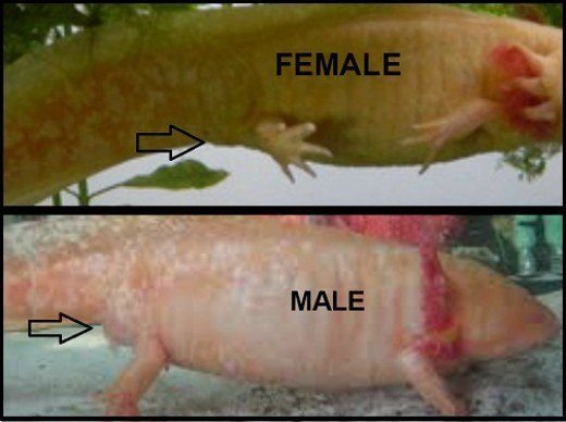 How to Tell If an Axolotl is Male Or Female