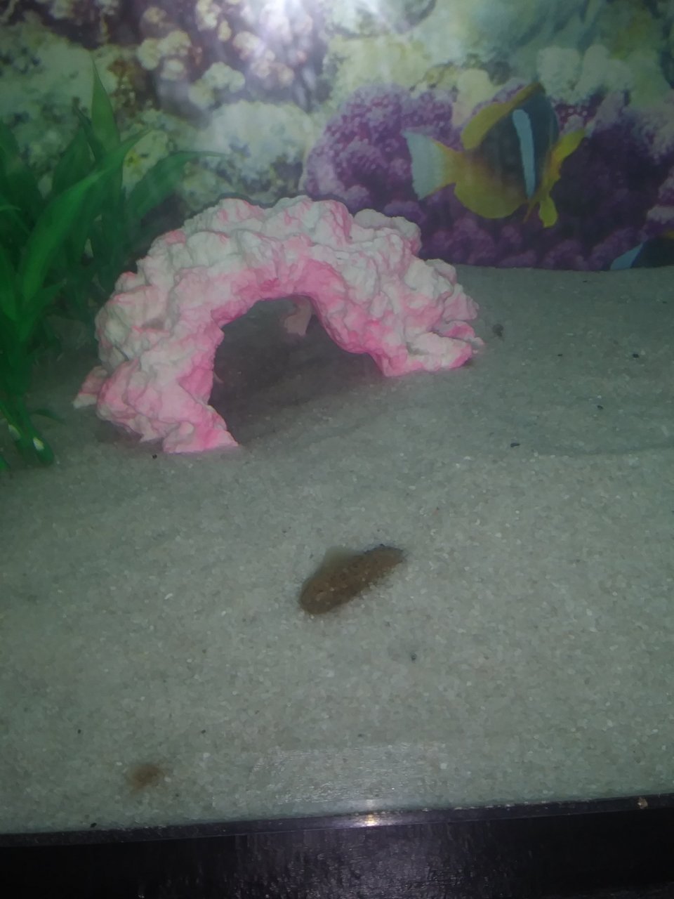 What Does Axolotl Poop Look Like
