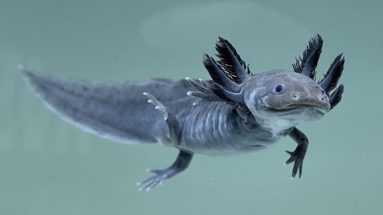 What is a Gfp Axolotl