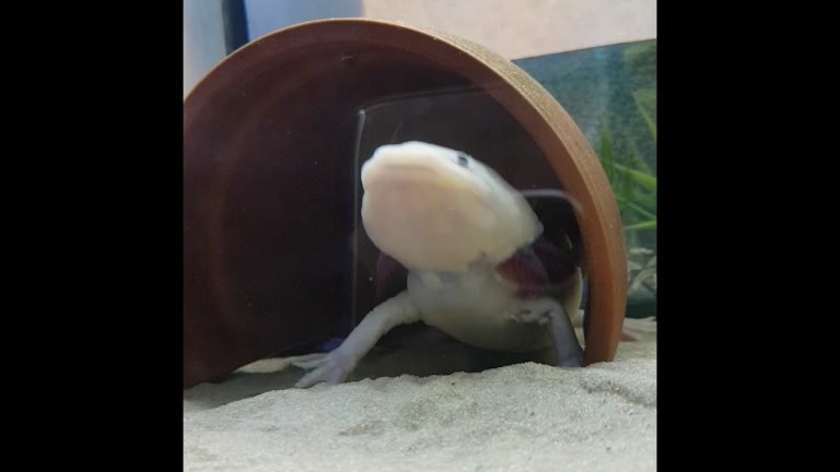 What Sound Does an Axolotl Make