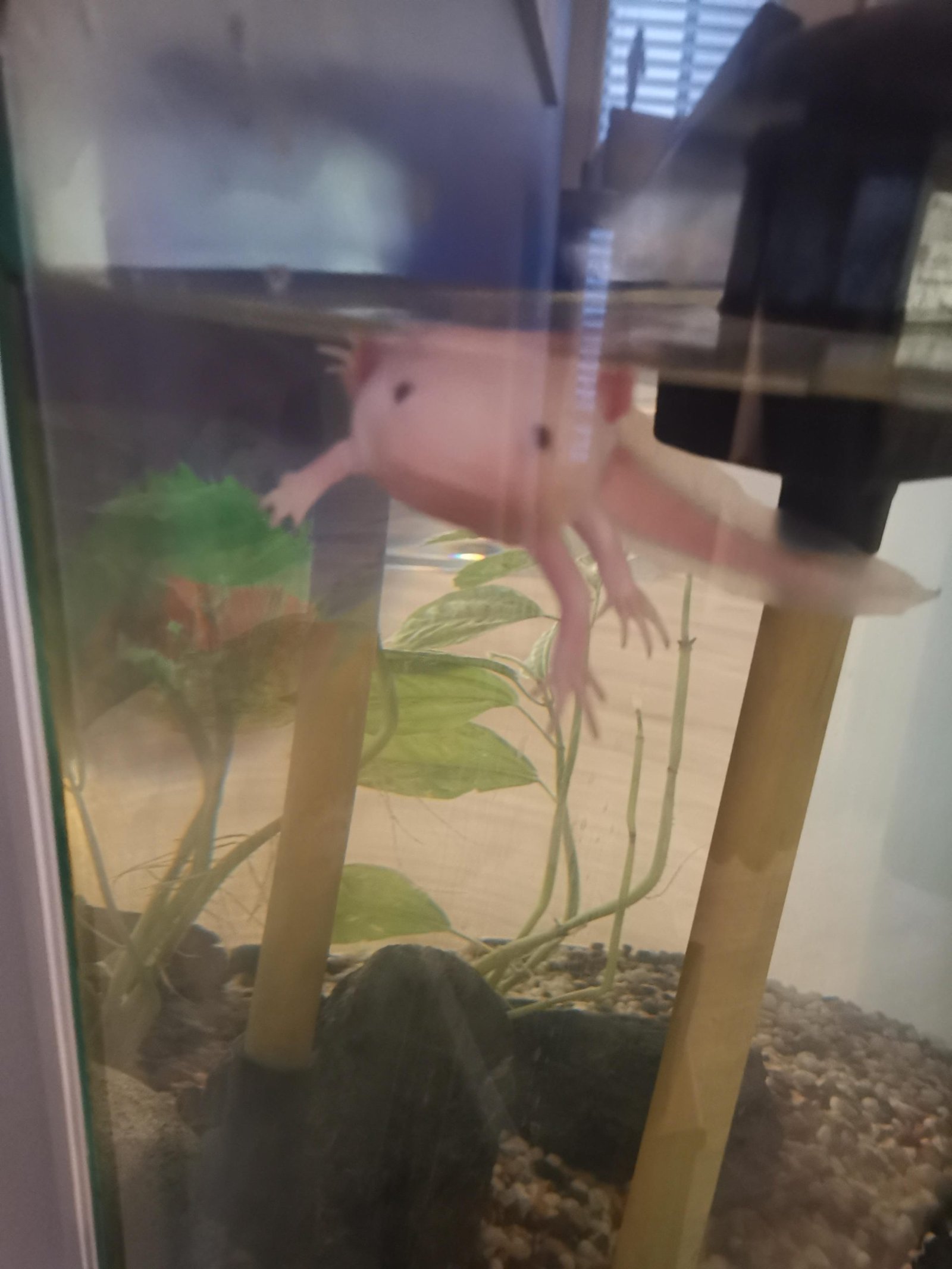 Why is My Axolotl Floating